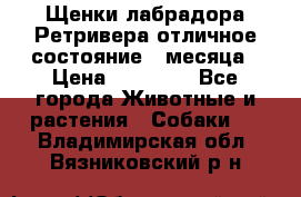 Щенки лабрадора Ретривера отличное состояние 2 месяца › Цена ­ 30 000 - Все города Животные и растения » Собаки   . Владимирская обл.,Вязниковский р-н